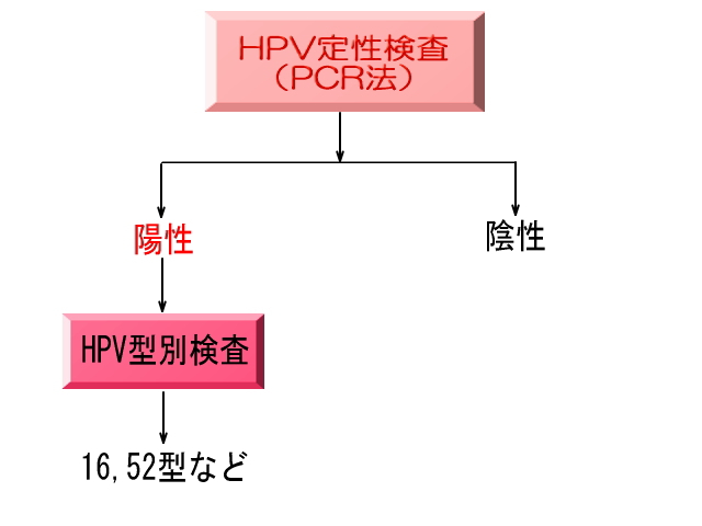 HPV定性検査（PCR法）